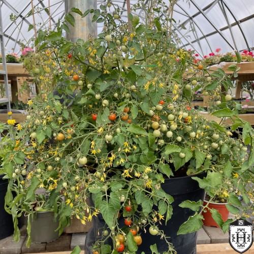 Solanum lycopersicum '100/1000' - Harilik tomat '100/1000' ampel